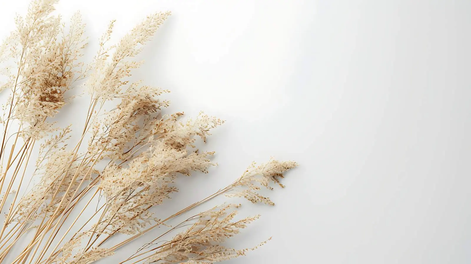 Dried Grass Against White Wall Aesthetics – free settings image from Dotvec