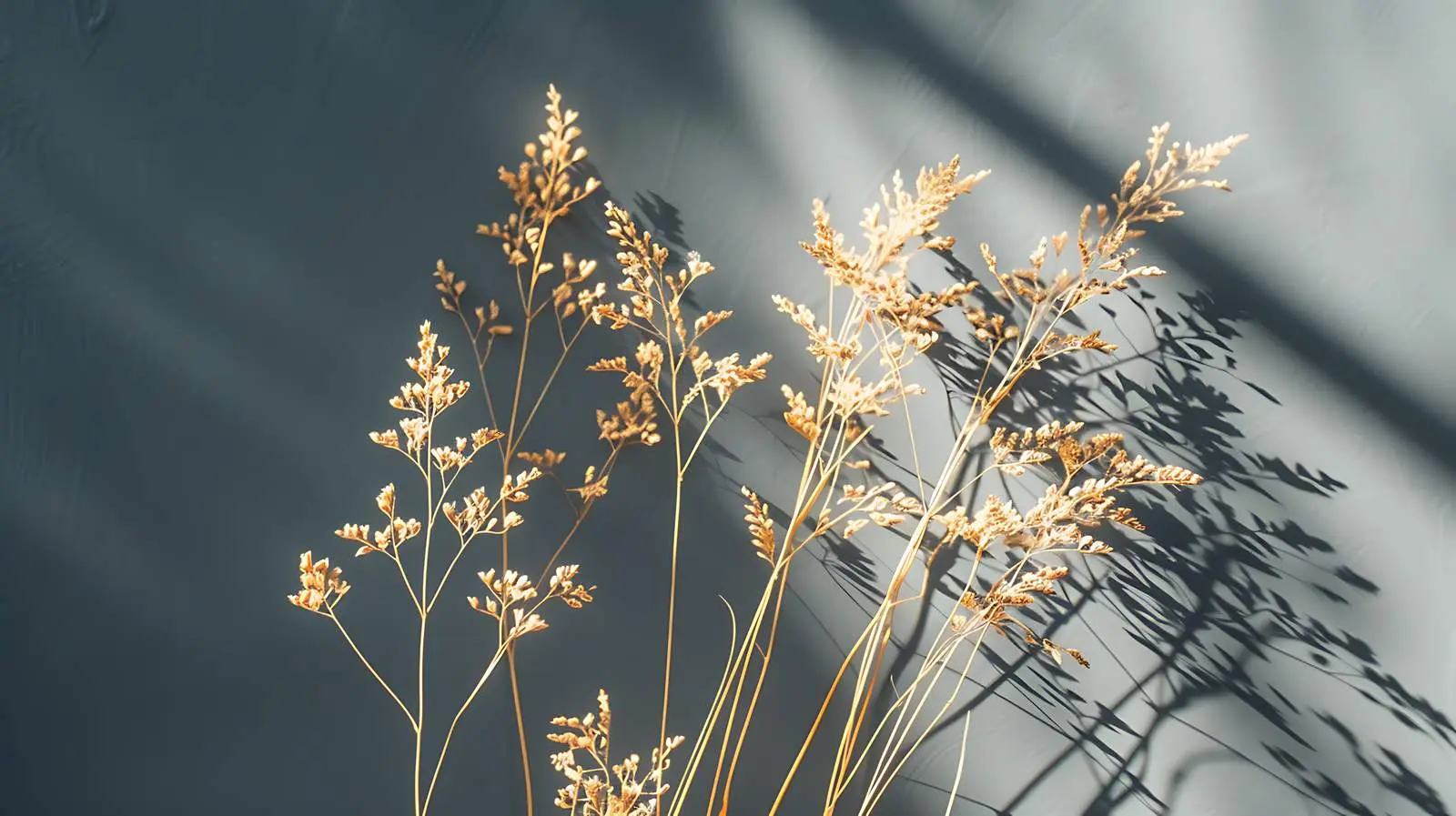 Dried Grass Stems in Sunlight Shadows — free download from Dotvec
