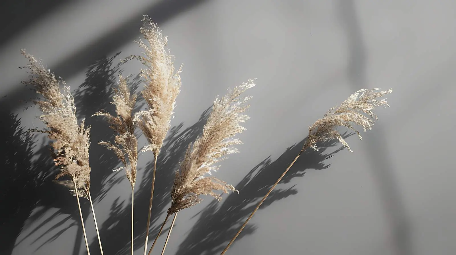 Dried Grass Stems in Sunlight Shadow — free download from Dotvec