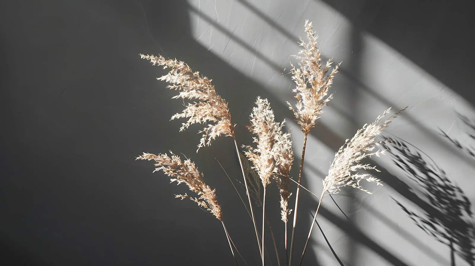 Dried Grass Stems in Sunlight Shadows — free download from Dotvec