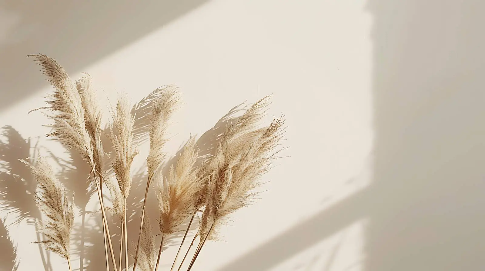 Dried Pampas Grass Reeds in Sunlight Shadows — free download from Dotvec