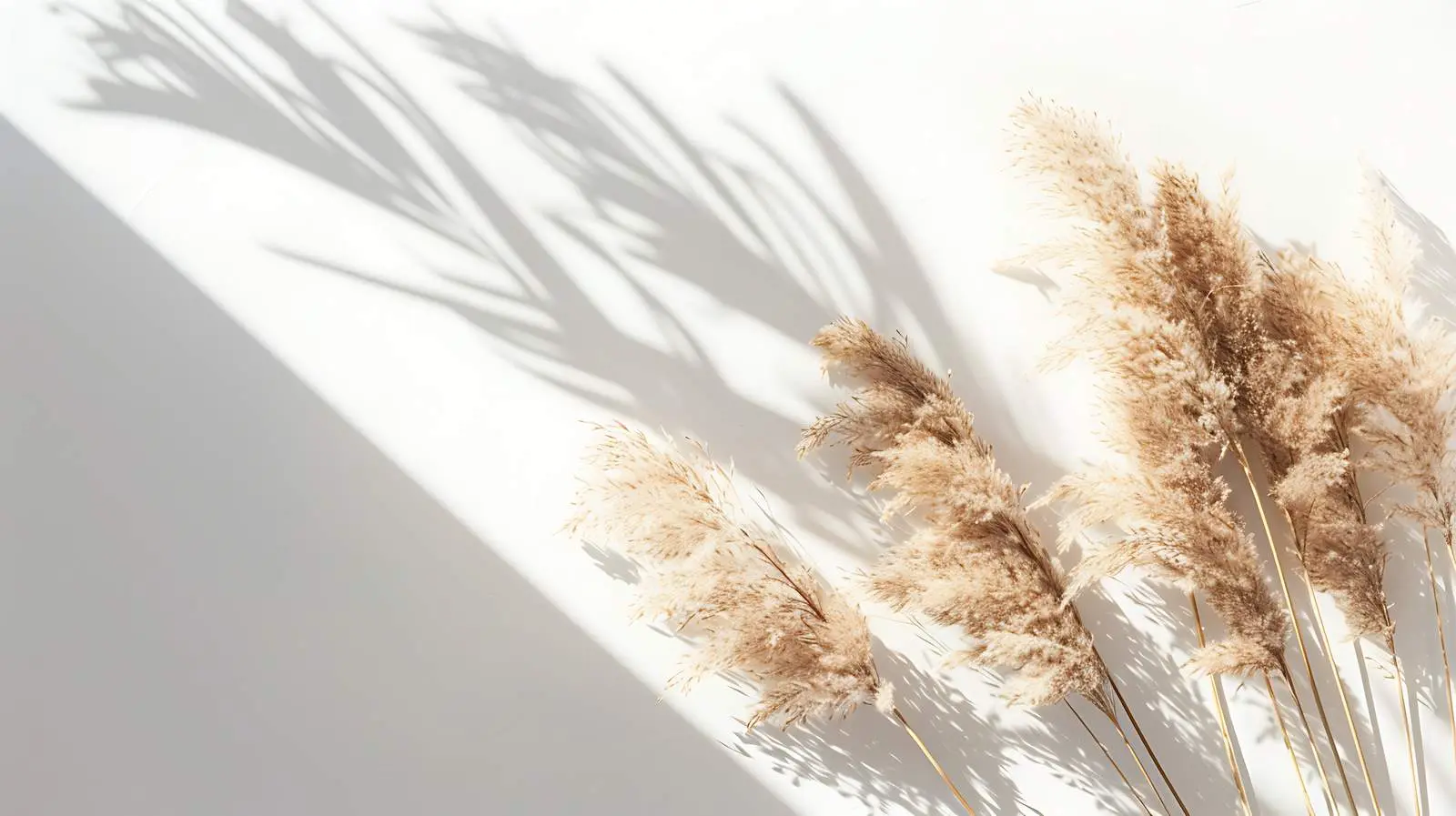 Dried Pampas Grass in Warm Sunlight – free fall season image from Dotvec
