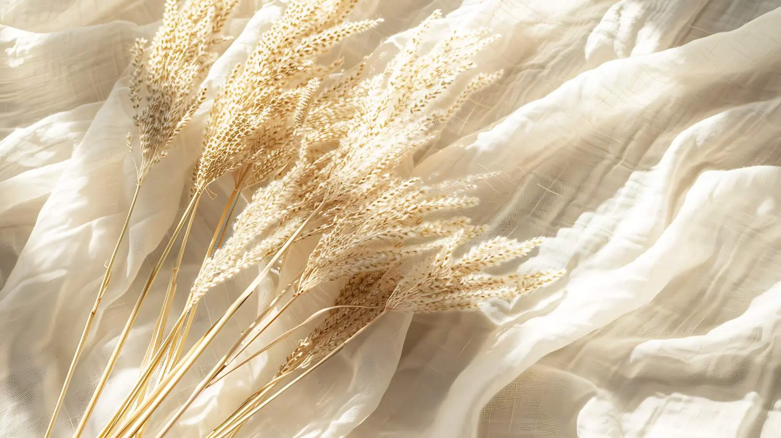Dried Pampas Grass in Warm Sunlight Shadows — free download from Dotvec