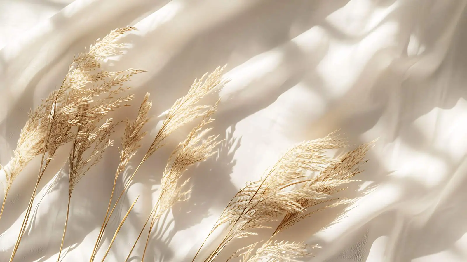 Dried Pampas Grass in Warm Sunlight Shadows — free download from Dotvec