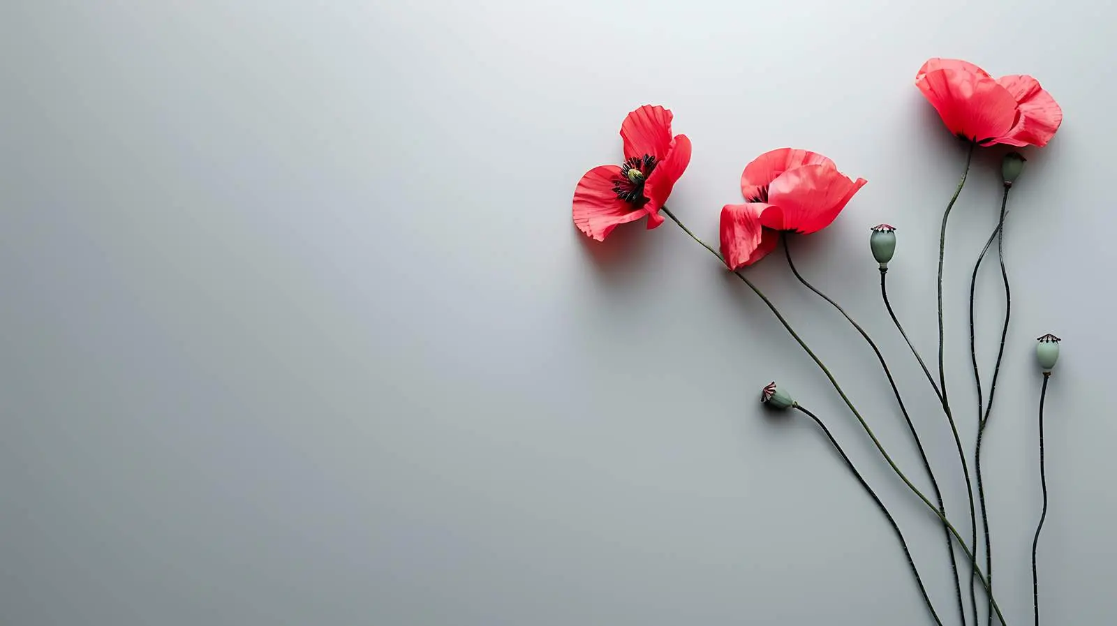 Elegant Poppy Stems in Warm Sunlight — free download from Dotvec