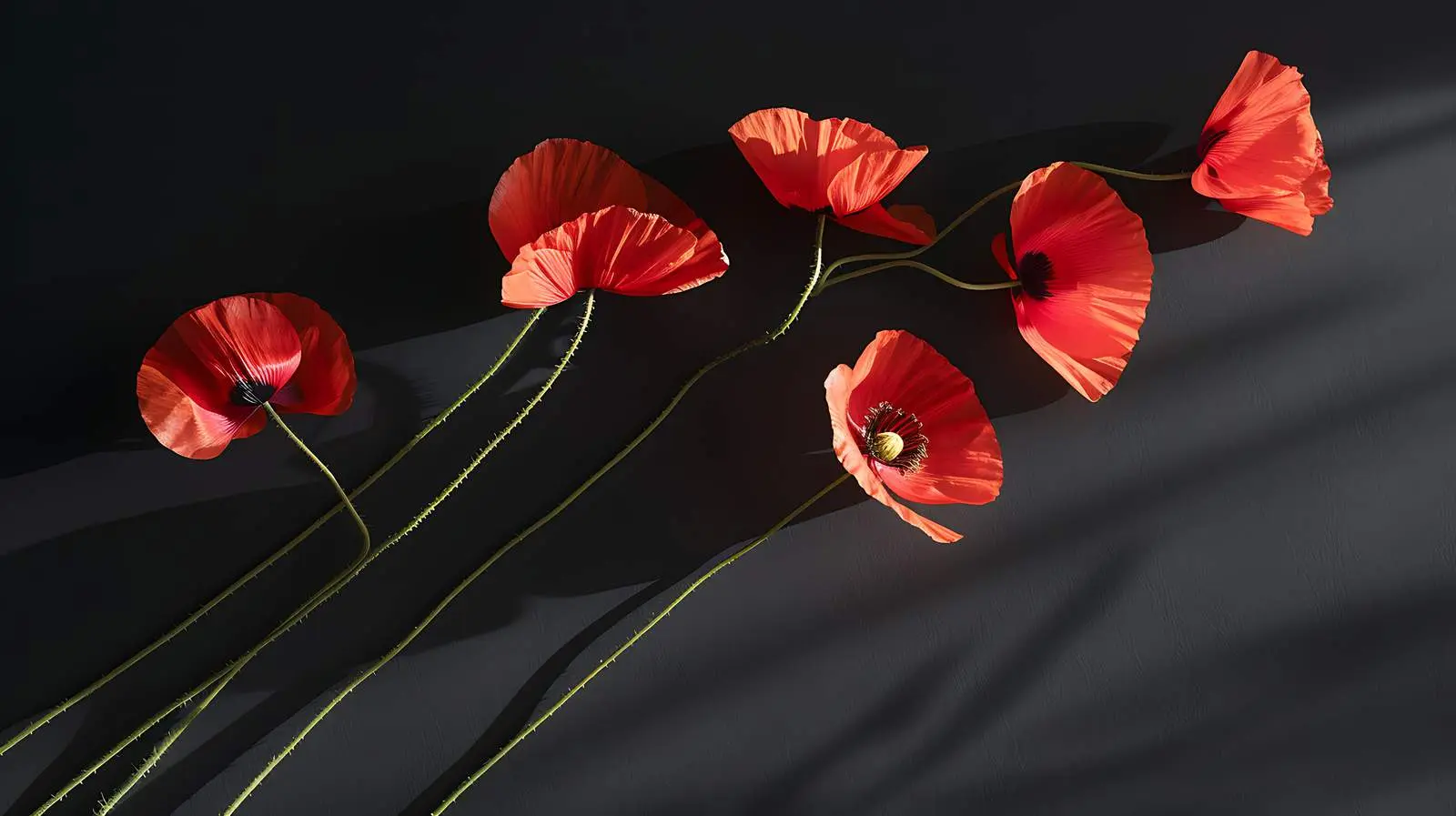 Elegant Poppy Stems in Warm Sunlight — free download from Dotvec