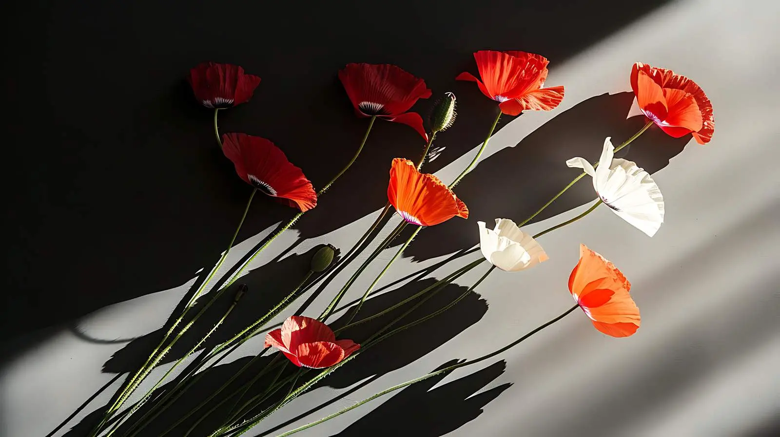 Elegant Poppy Stems in Warm Sunlight — free download from Dotvec