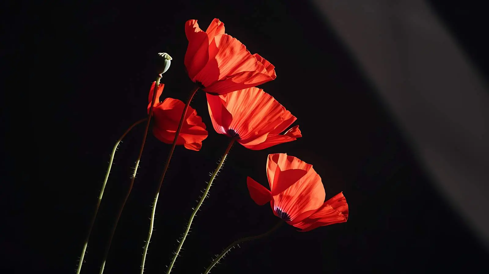 Elegant Poppy Stems in Warm Sunlight Shadows – free still image from Dotvec
