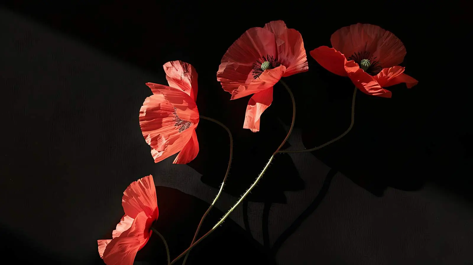 Elegant Poppy Stems on Grey Background — free download from Dotvec