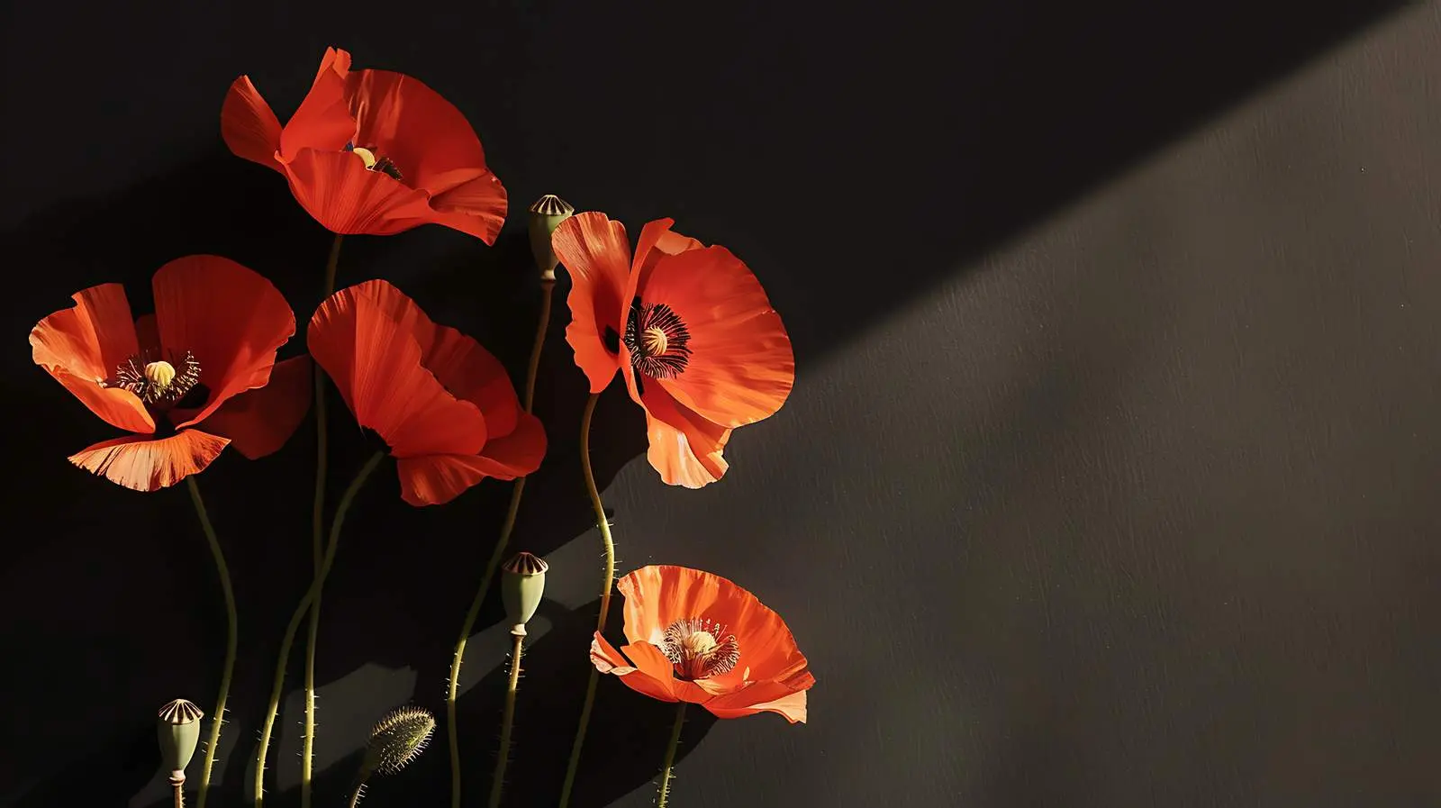 Elegant Poppy Stems on Grey Background — free download from Dotvec