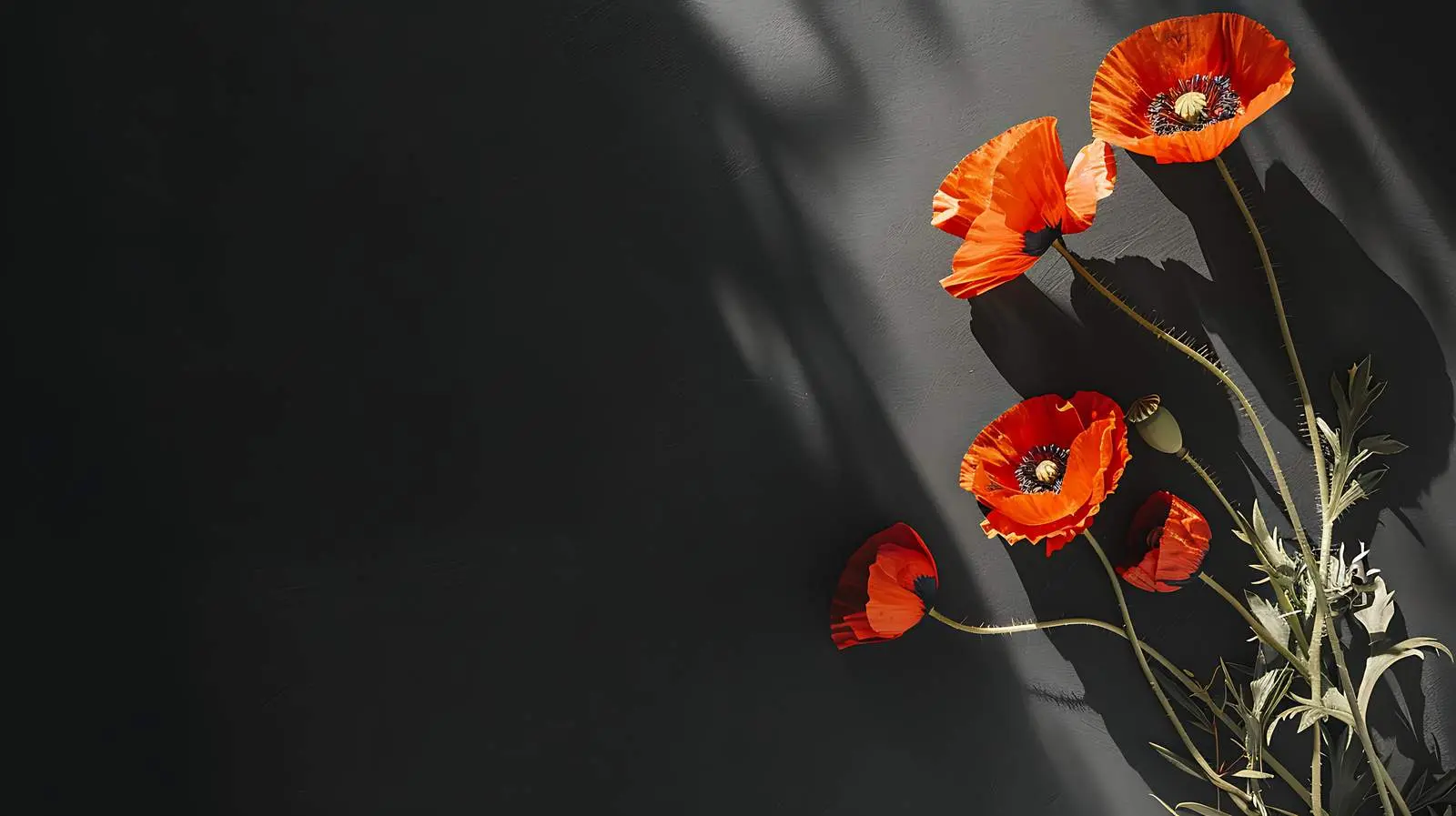 Elegant Poppy Stems on Grey Background — free download from Dotvec