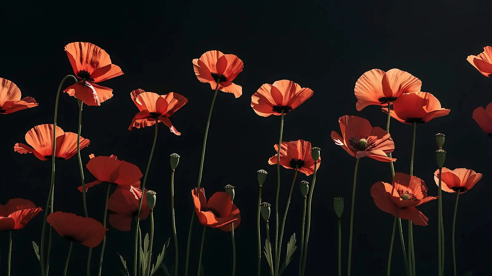 Elegant Poppy Stems on Grey Background — free download from Dotvec