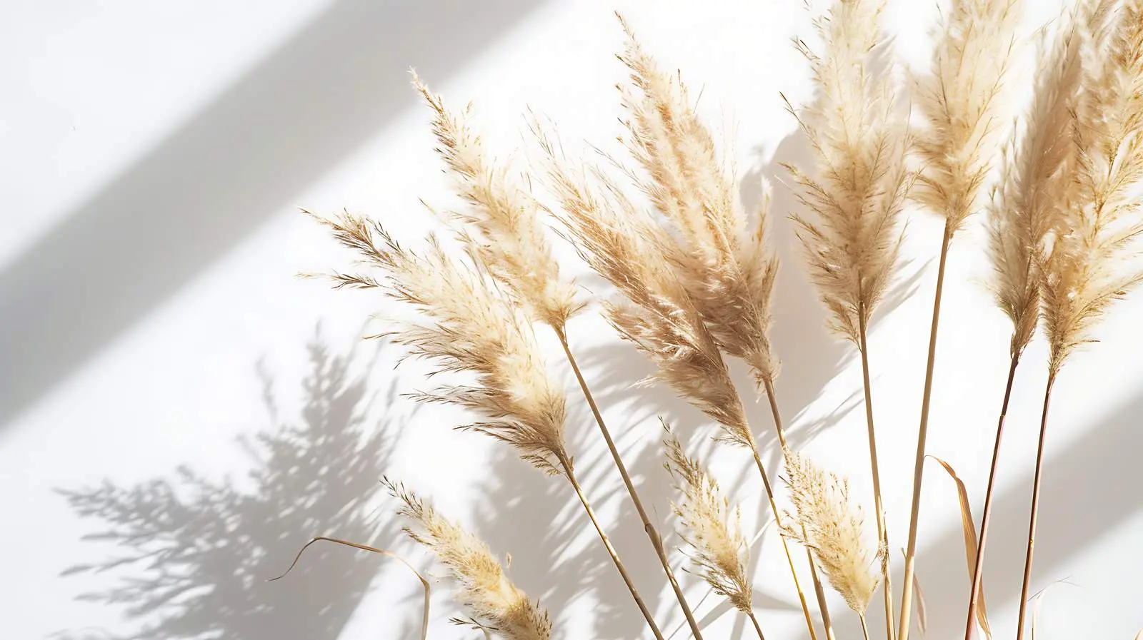 Aesthetic Dried Pampas Grass Flower Arrangement — free download from Dotvec