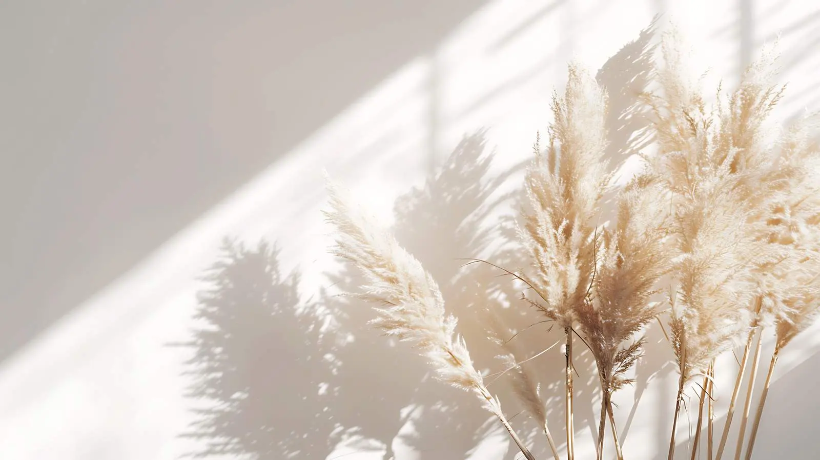 Dried Pampas Grass Flower Composition Aesthetic — free download from Dotvec