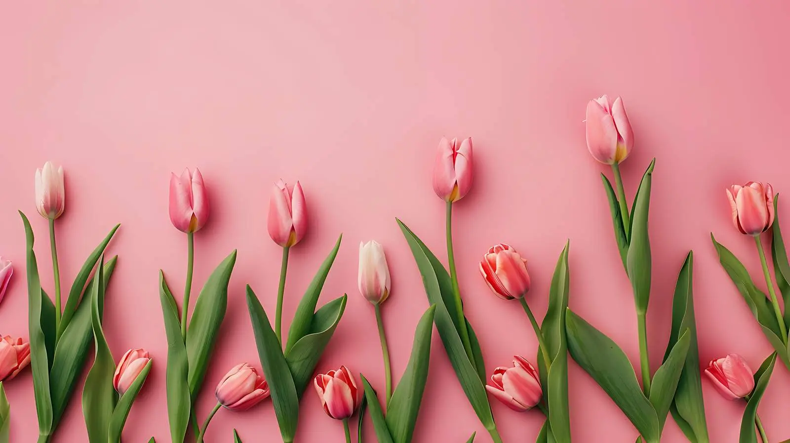 Minimalist Floral Composition with Blank Tulip Frame — free download from Dotvec