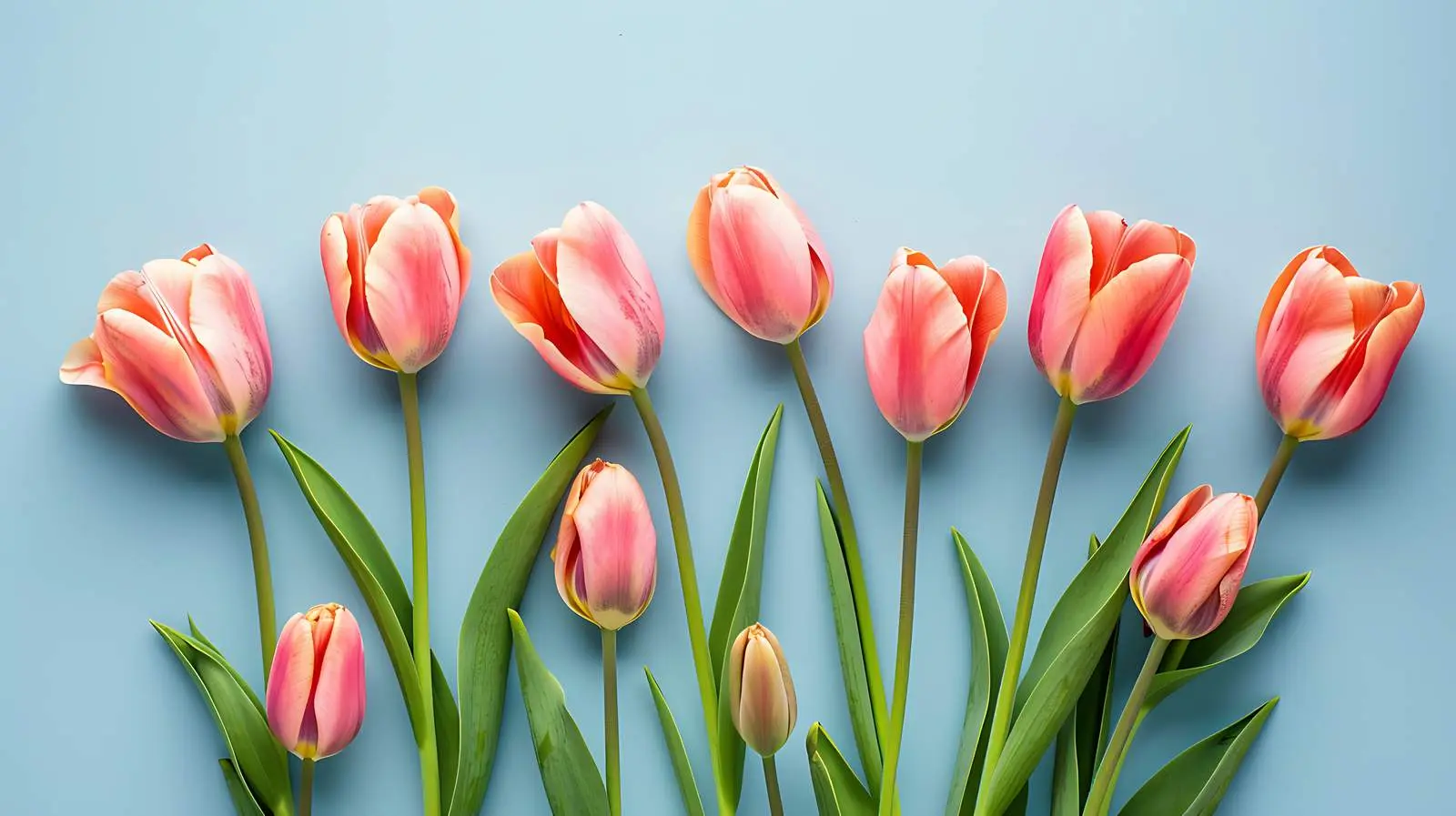 Minimal Floral Tulip Composition in Blank Frame — free download from Dotvec