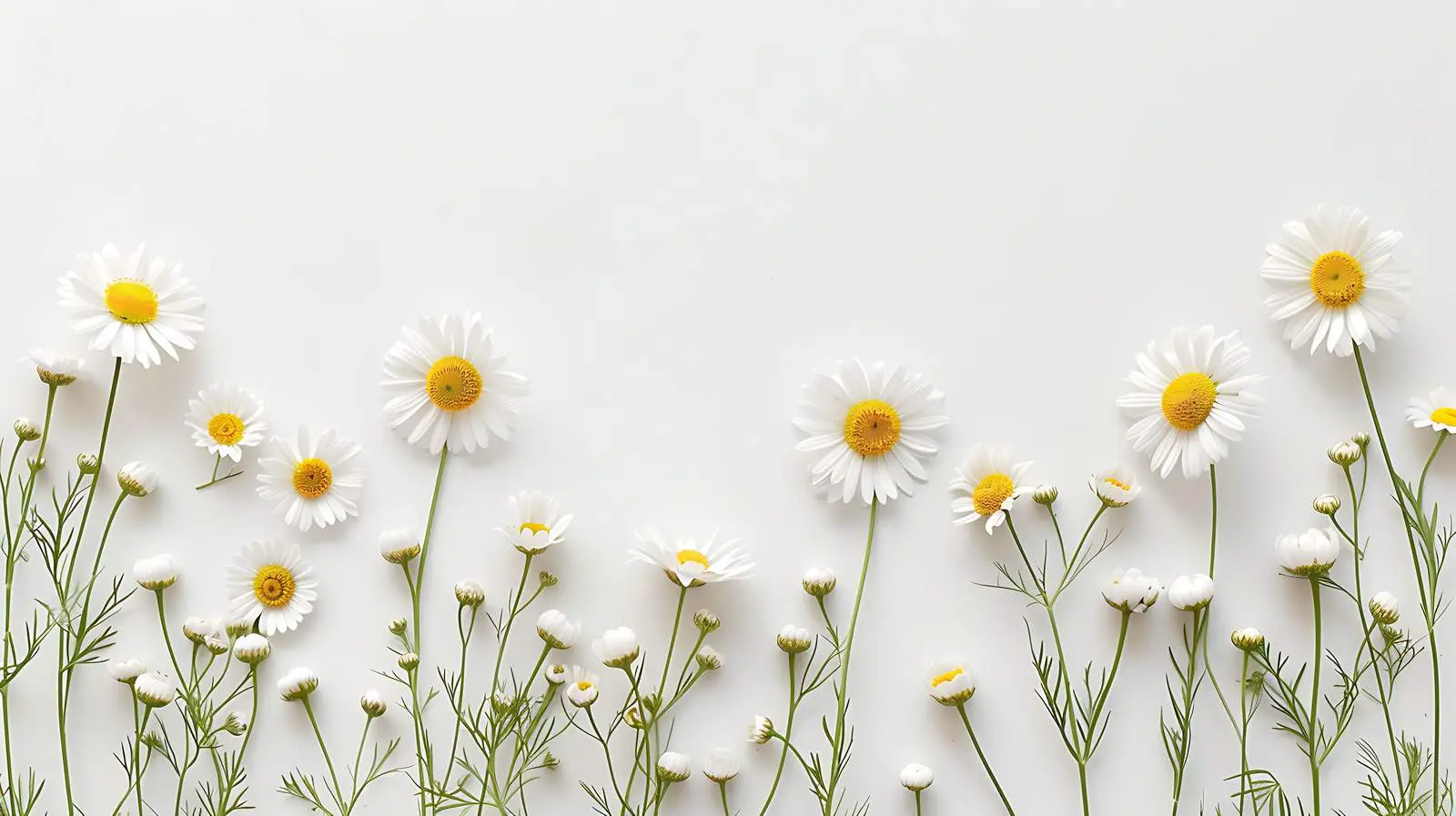 Minimalist Chamomile Flowers on White Background — free download from Dotvec