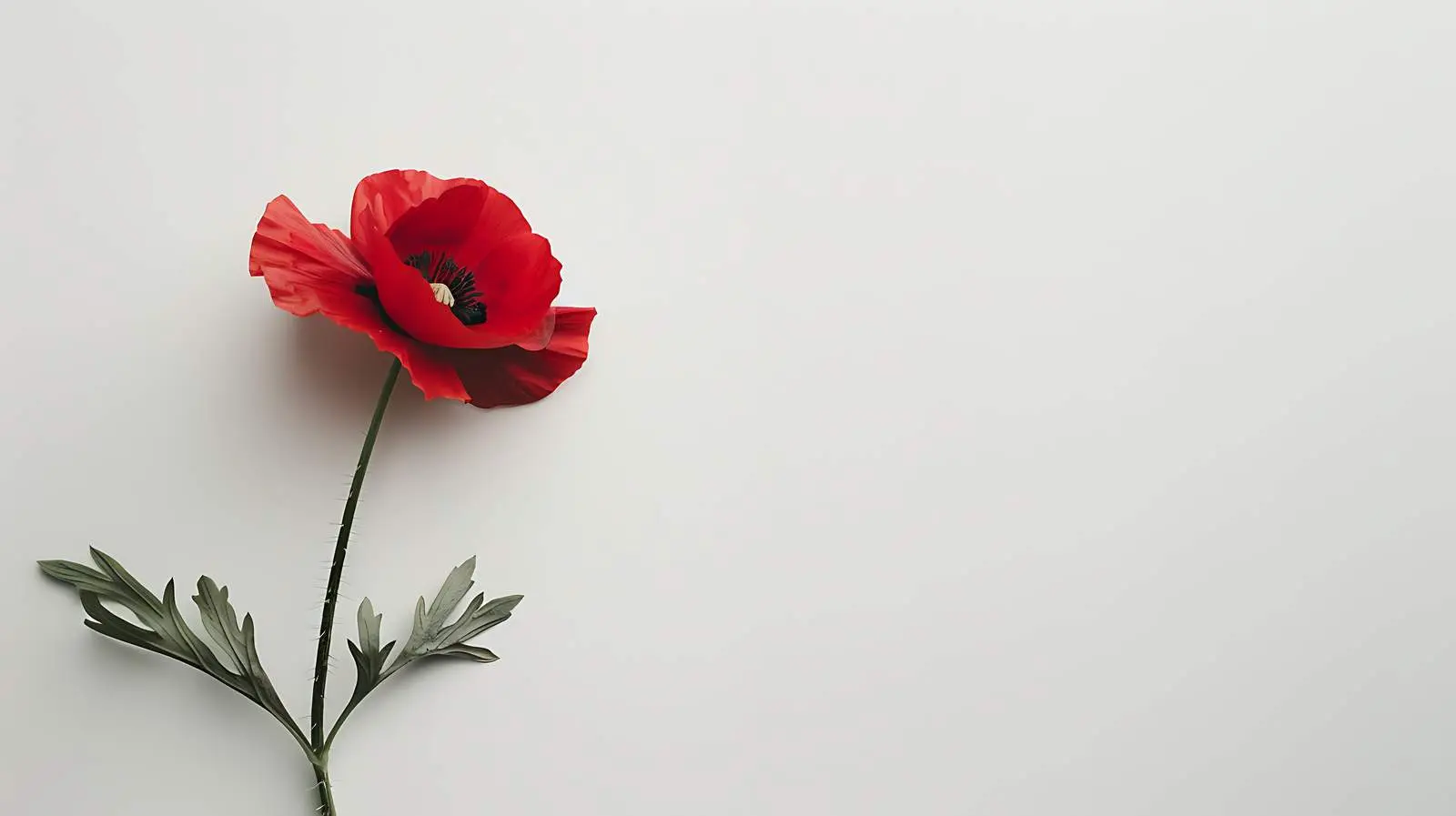 Minimalist Red Poppy Flower on White Background — free download from Dotvec
