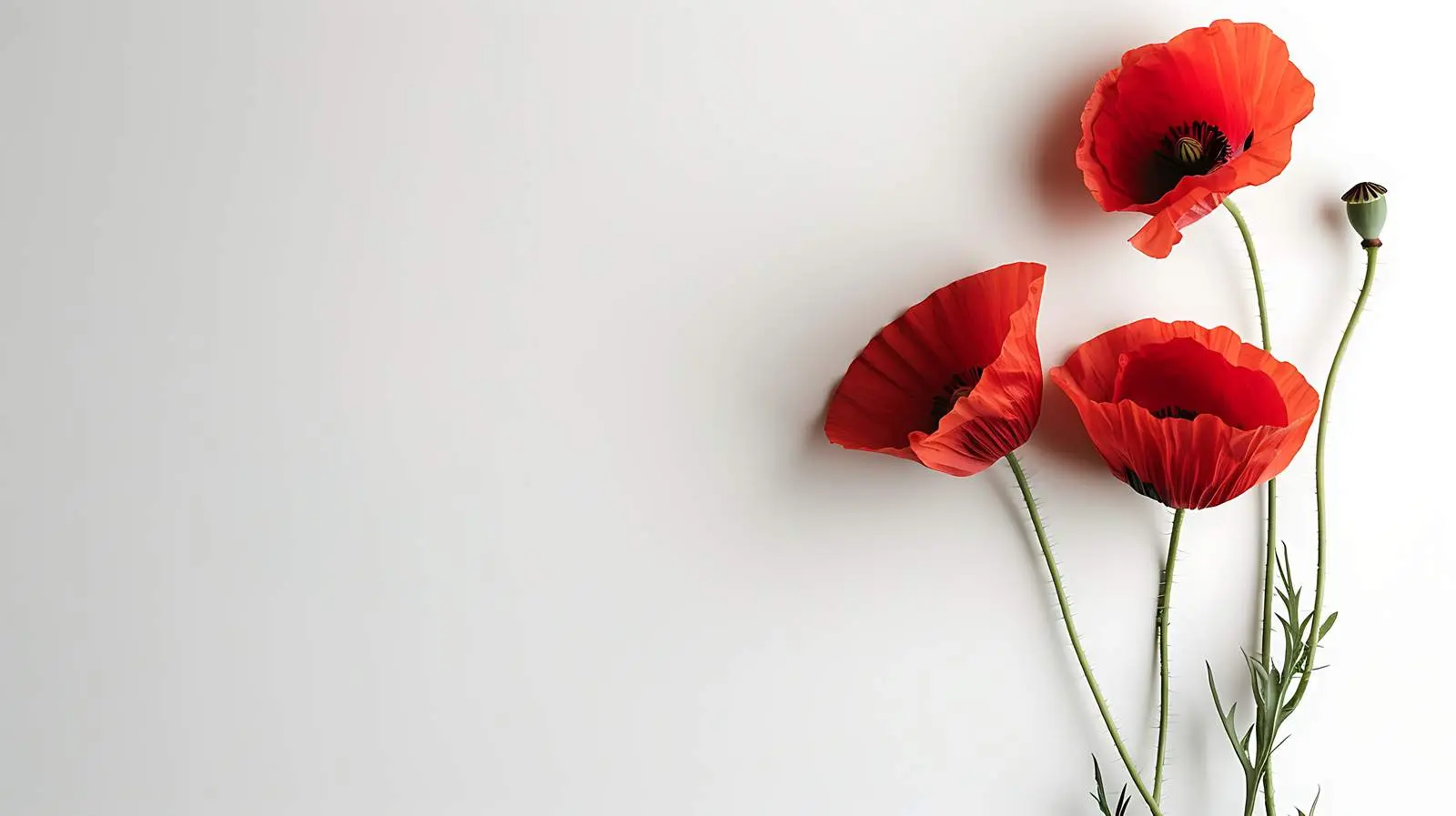 Red Poppy Flower on Minimal White Background — free download from Dotvec