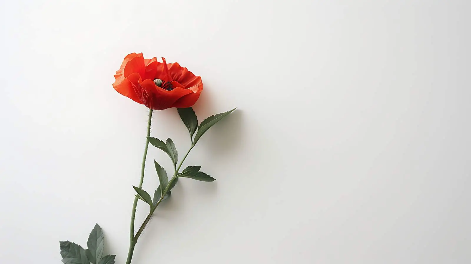 Red Poppy Flower on White Background — free download from Dotvec