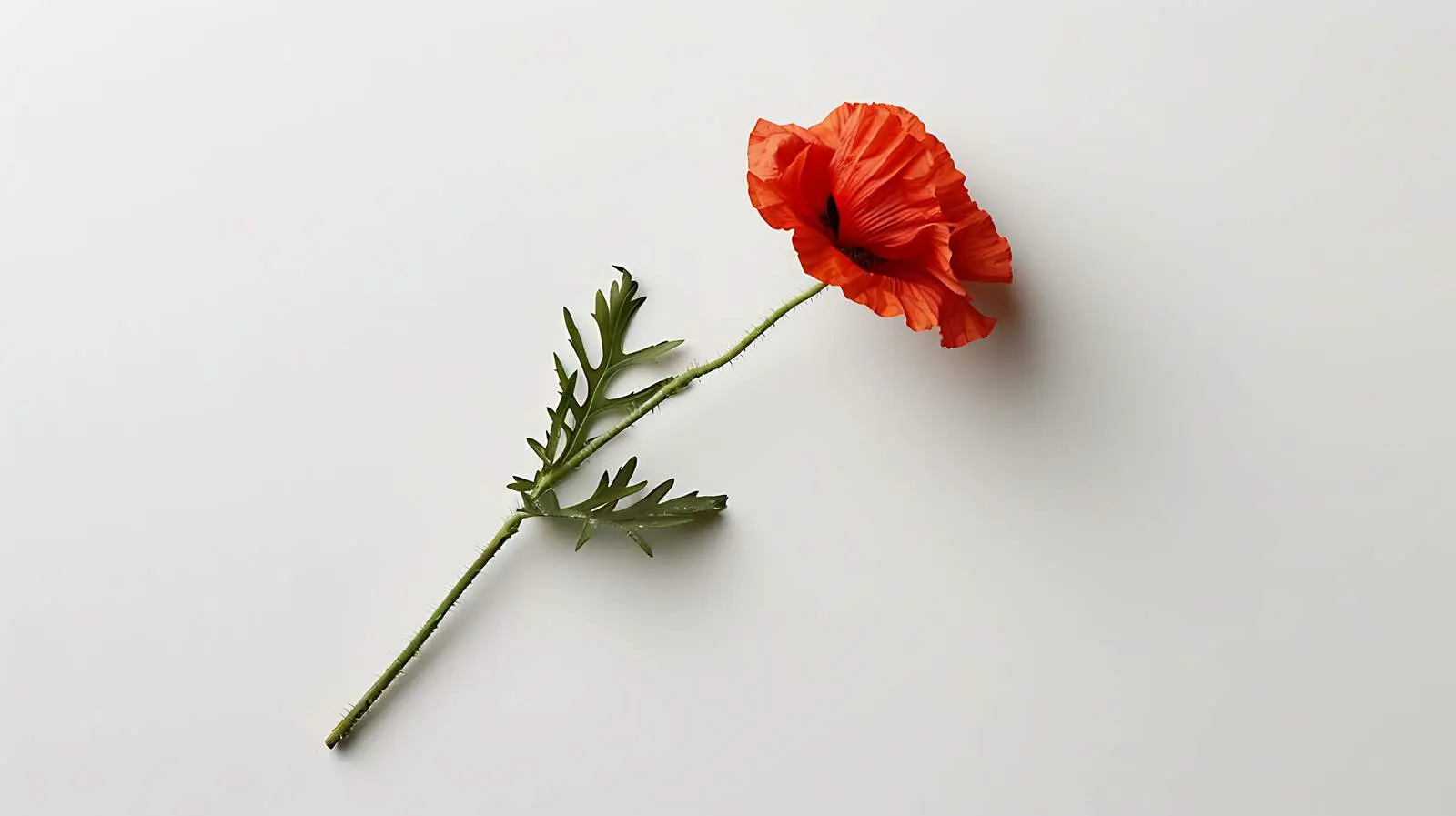 Minimalist Red Poppy Flower on White Background — free download from Dotvec