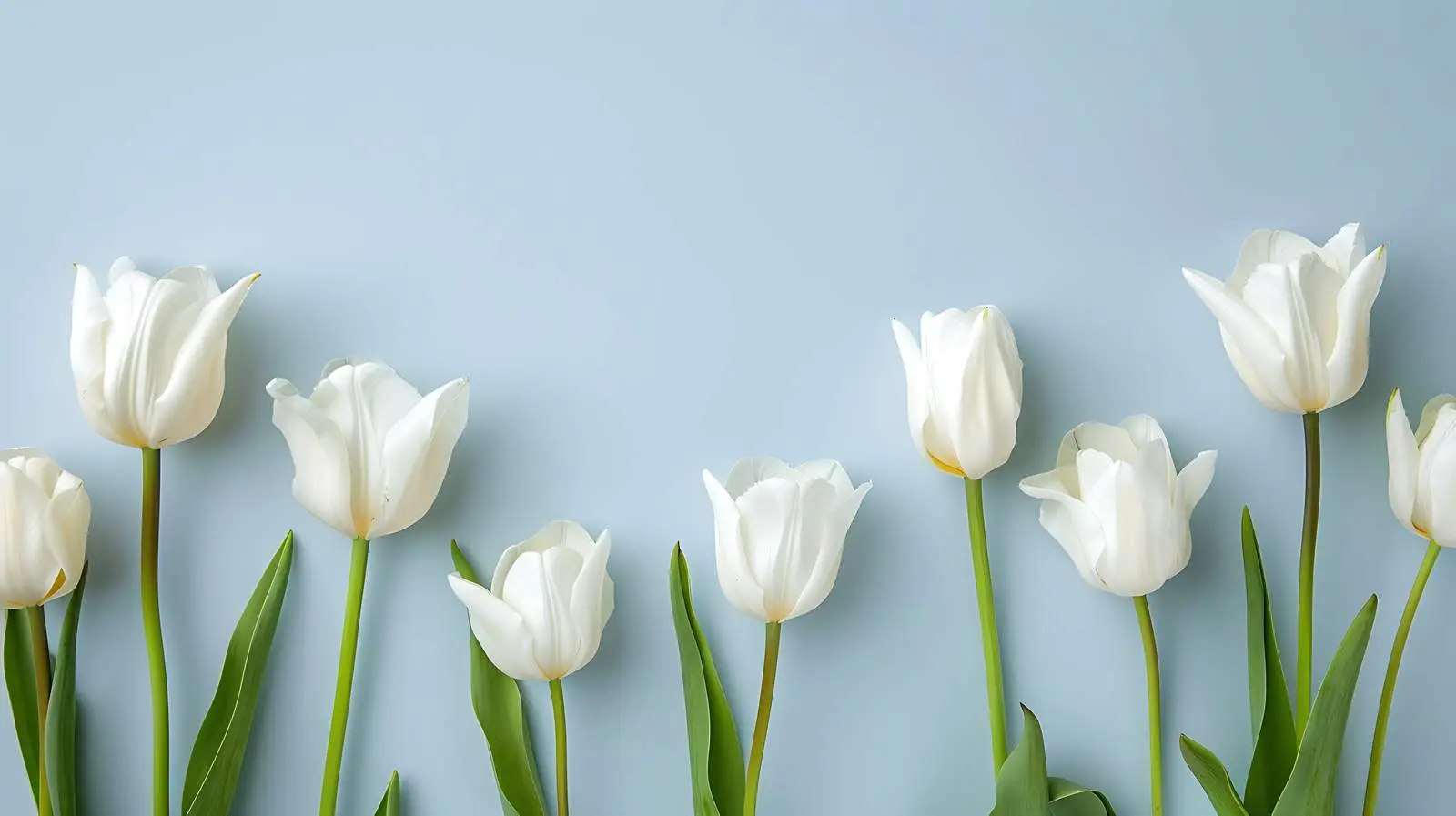 Minimal Summer Floral Composition in Empty Frame — free download from Dotvec