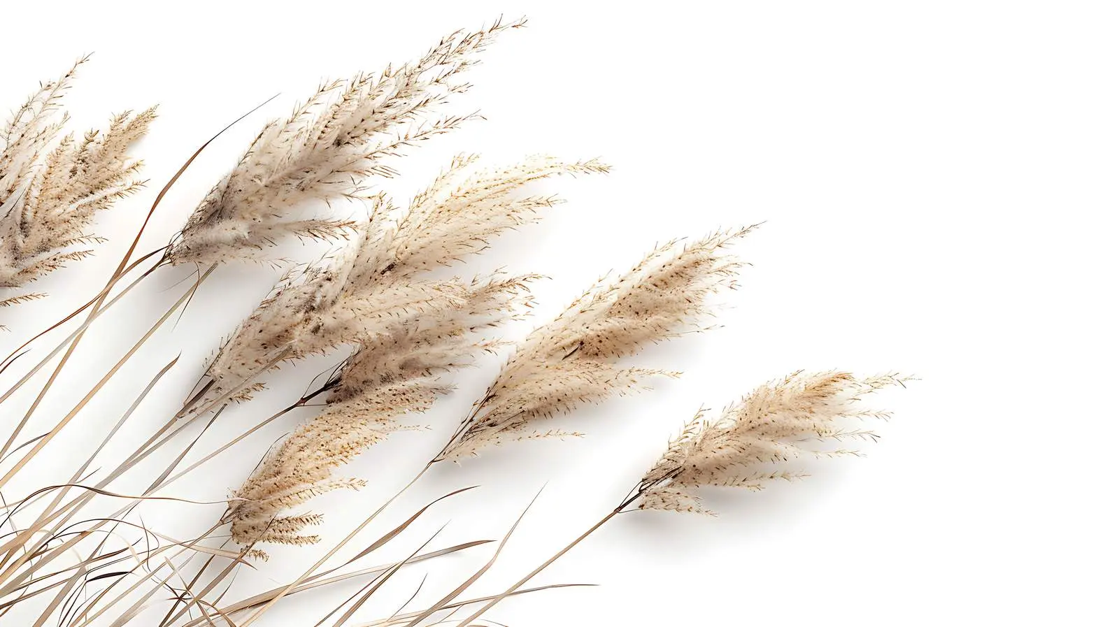 Aesthetic Natural Composition of Dried Grass – free subtle colors image from Dotvec