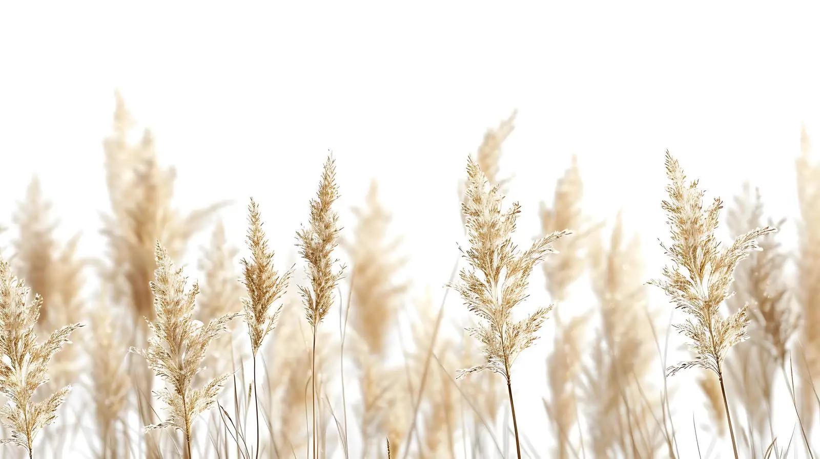 Aesthetic Nature Scene with Dry Grass — free download from Dotvec