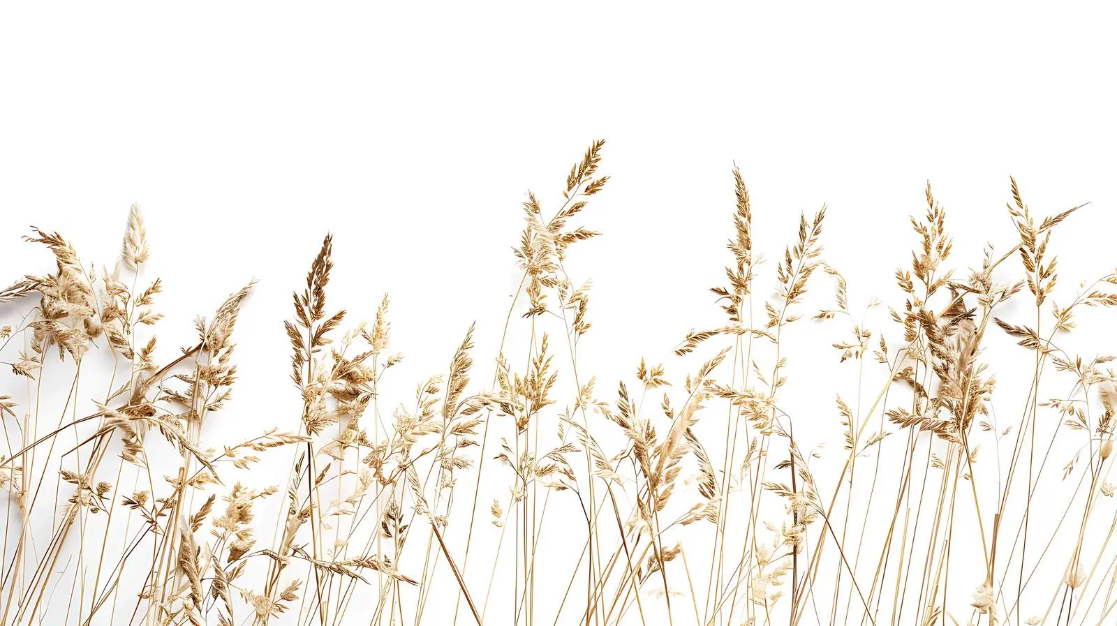 Aesthetic Nature Composition with Dry Grass — free download from Dotvec