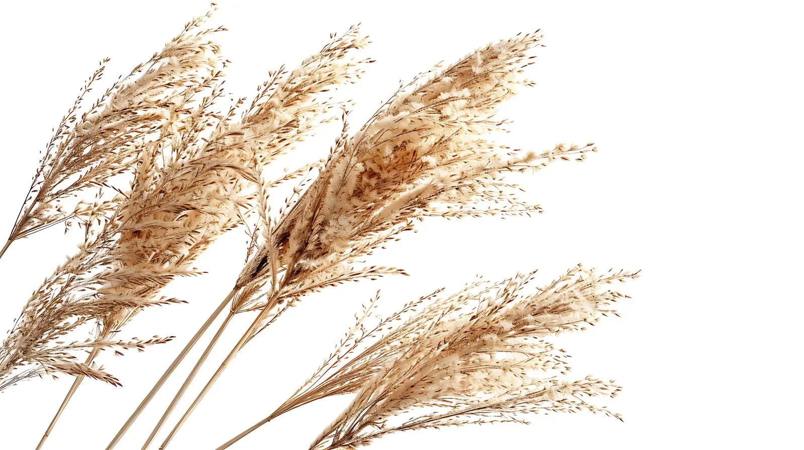 Aesthetic Nature Composition with Dry Grass — free download from Dotvec