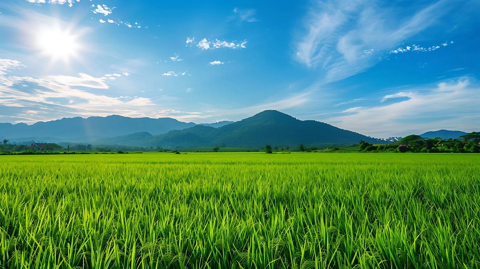 Serene Rice Field Landscape — free download from Dotvec