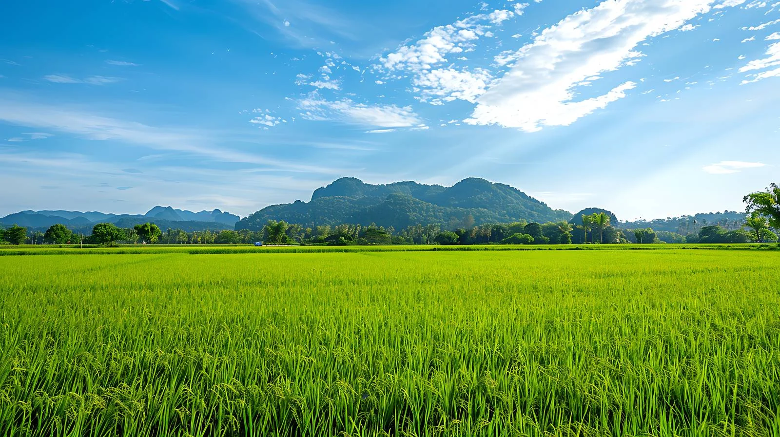 Scenic Rice Field Agriculture Landscape — free download from Dotvec