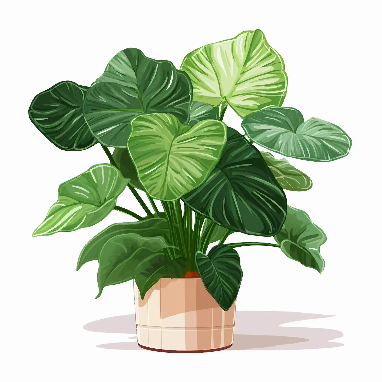 Alocasia Macrorrhiza Potted House Plant — free download from Dotvec