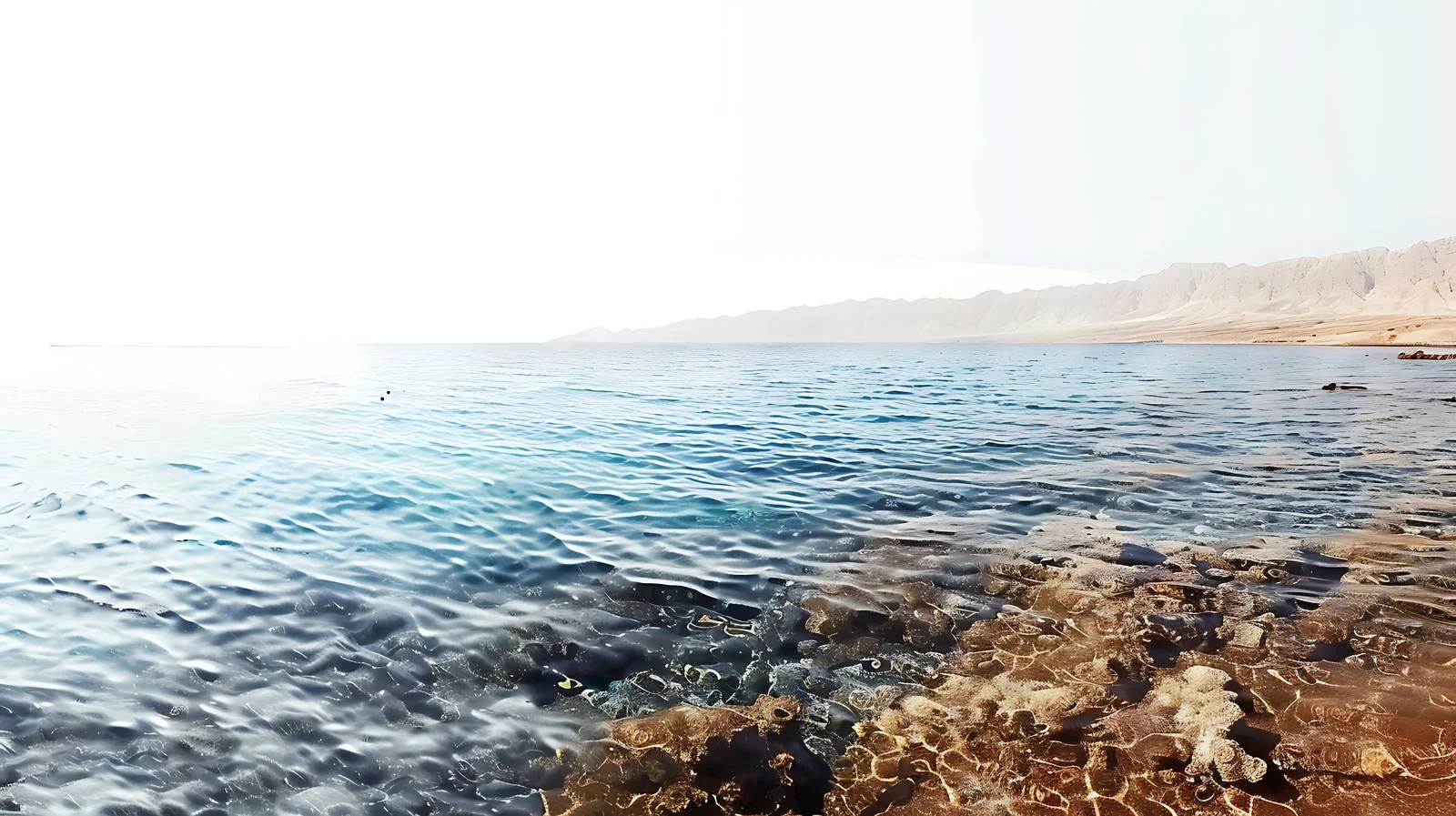 Serene Red Sea Coast View — free download from Dotvec