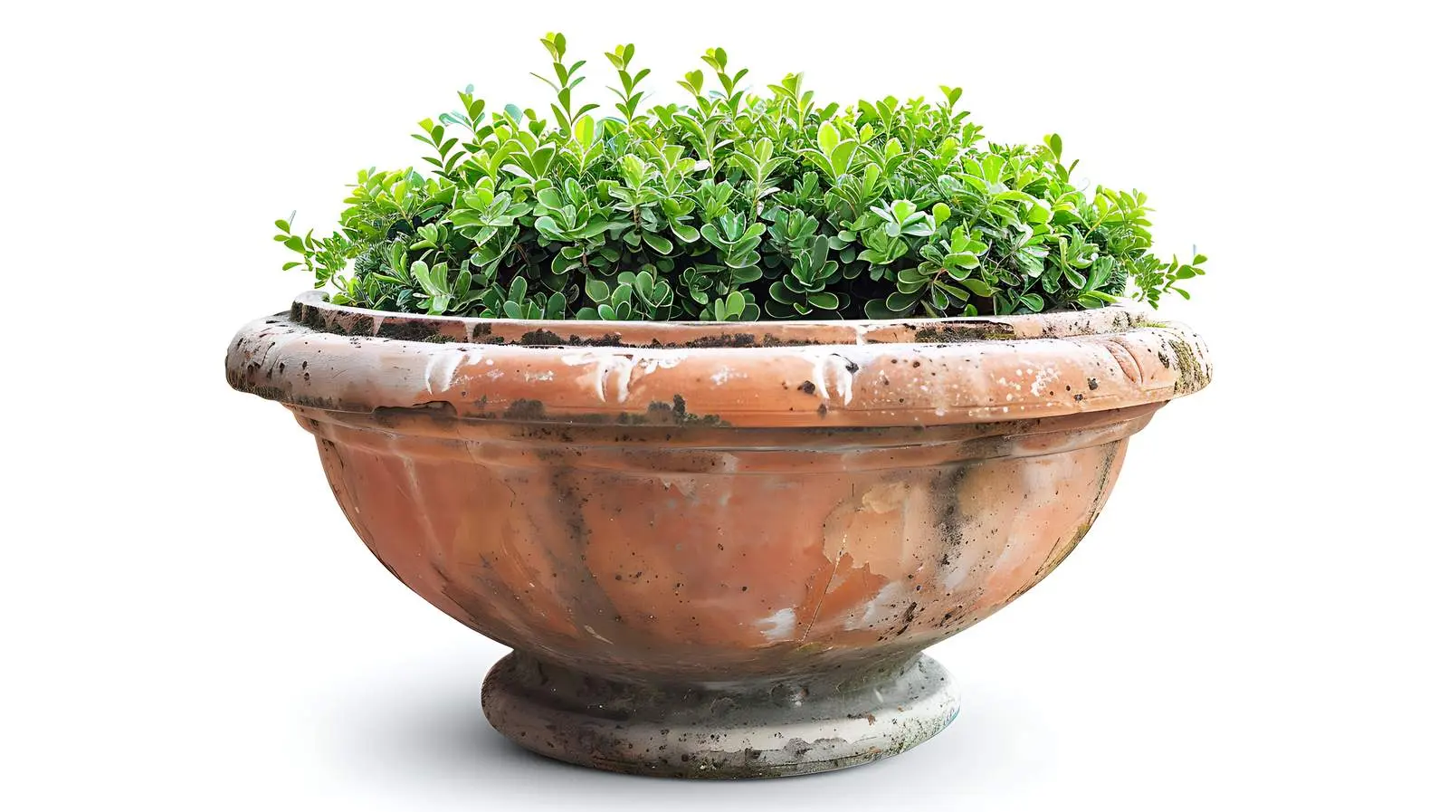 Ancient Flowerpot with Green Plants by Lake – free green plant image from Dotvec