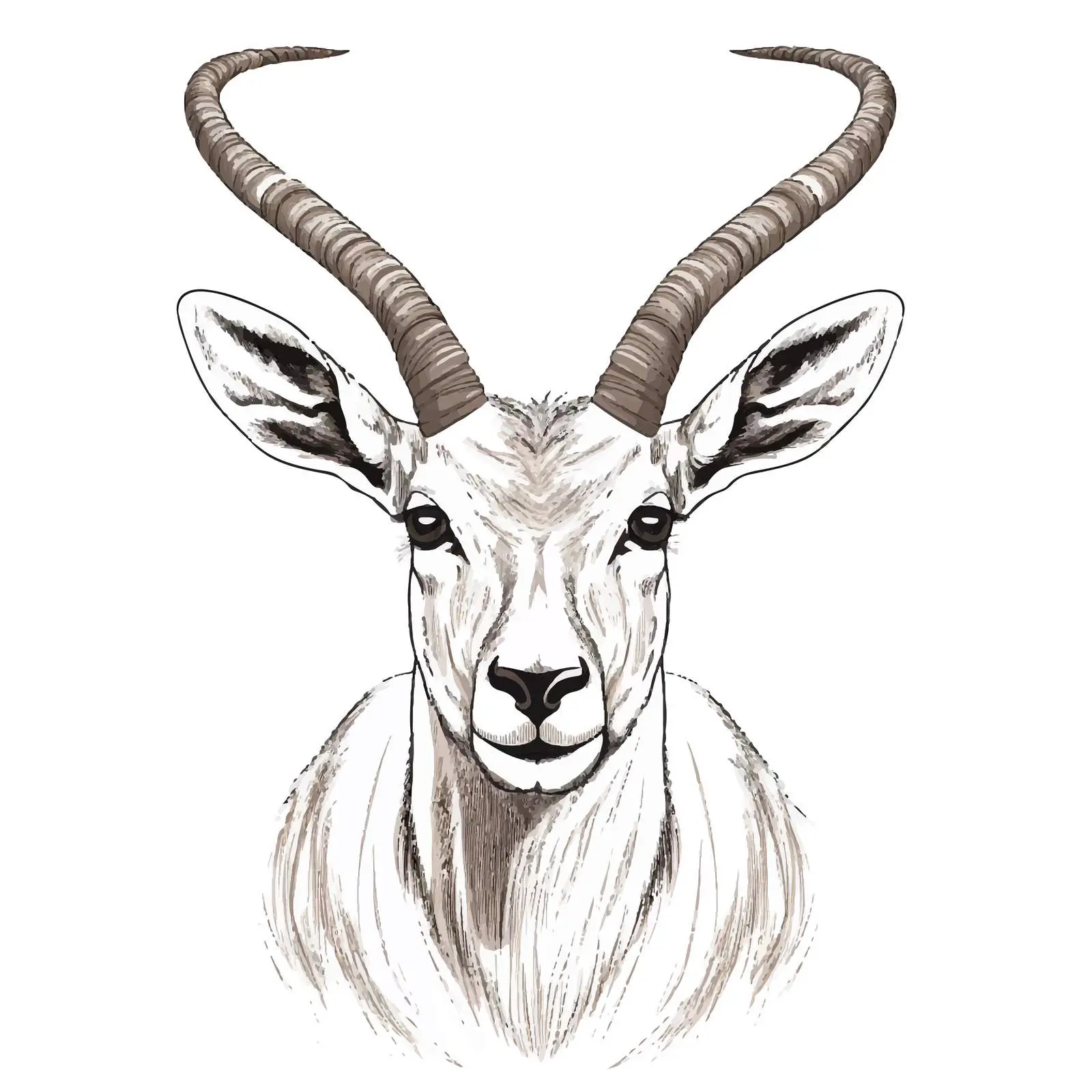 Antelope Vector Sketch Illustration on White Background – free digital drawing image from Dotvec