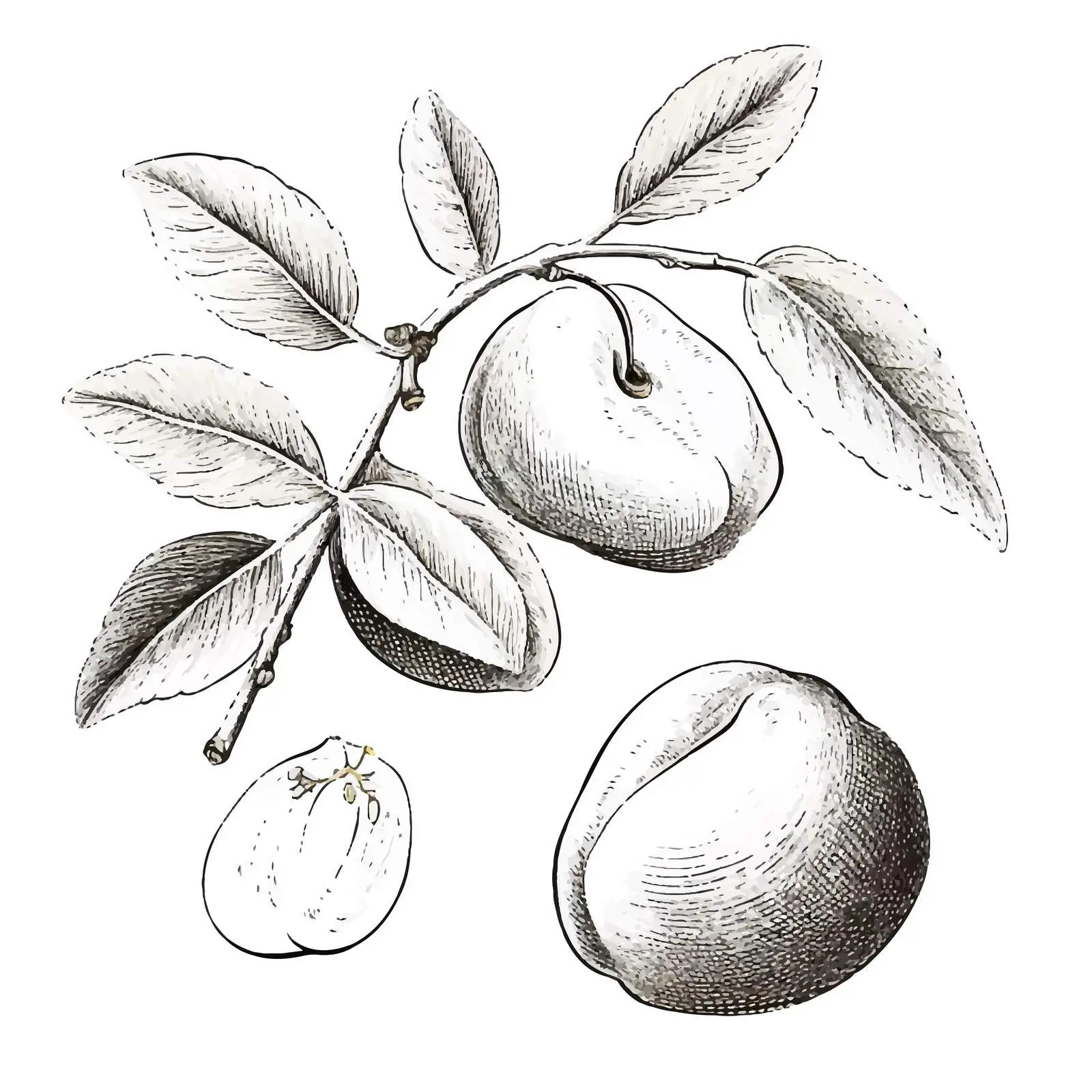 Vintage Apricot and Leaf Engraved Vector Design – free etched image from Dotvec