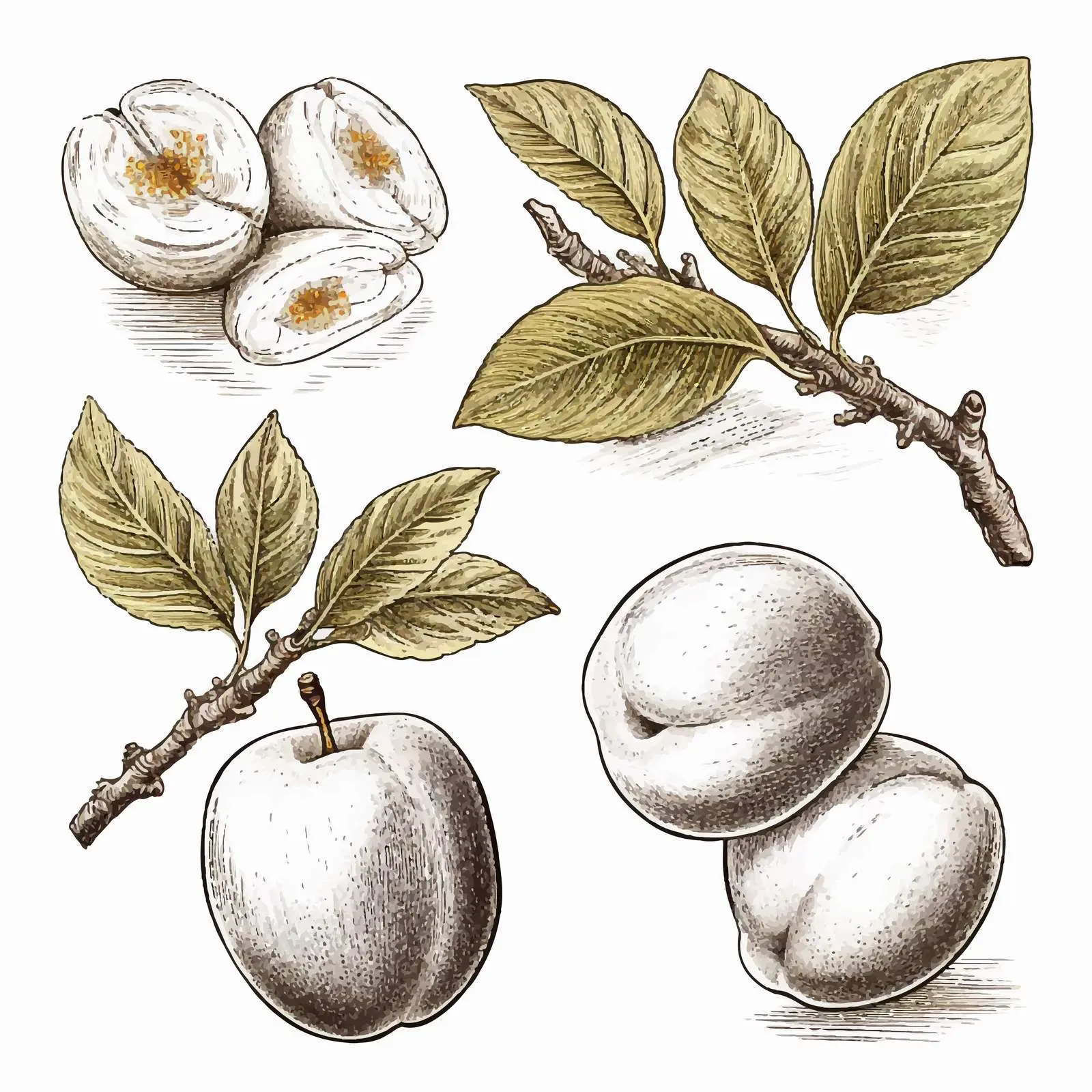 Retro Engraved Apricot and Leaf Vector Art — free download from Dotvec