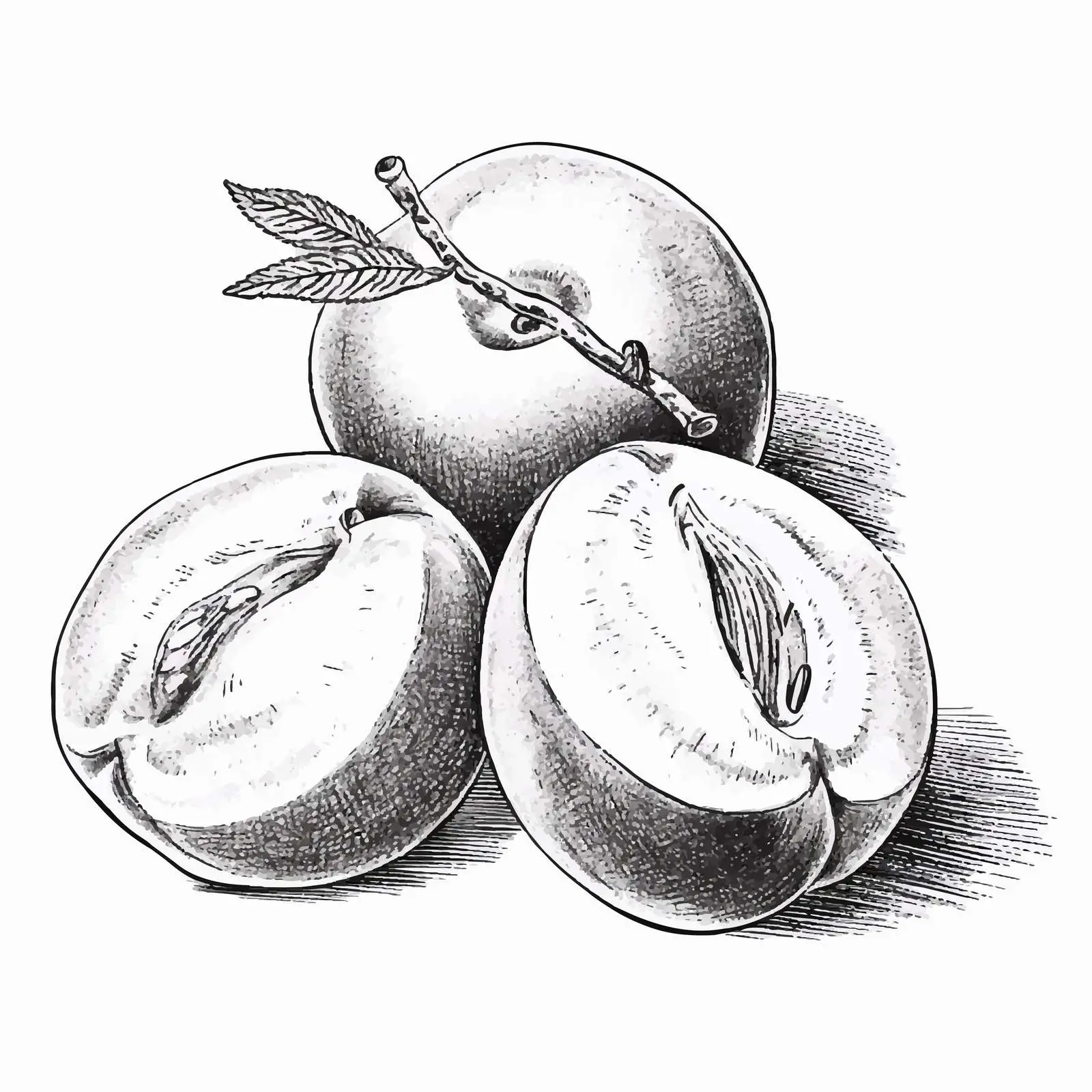 Vintage Retro Apricot Engraved Vector Design — free download from Dotvec