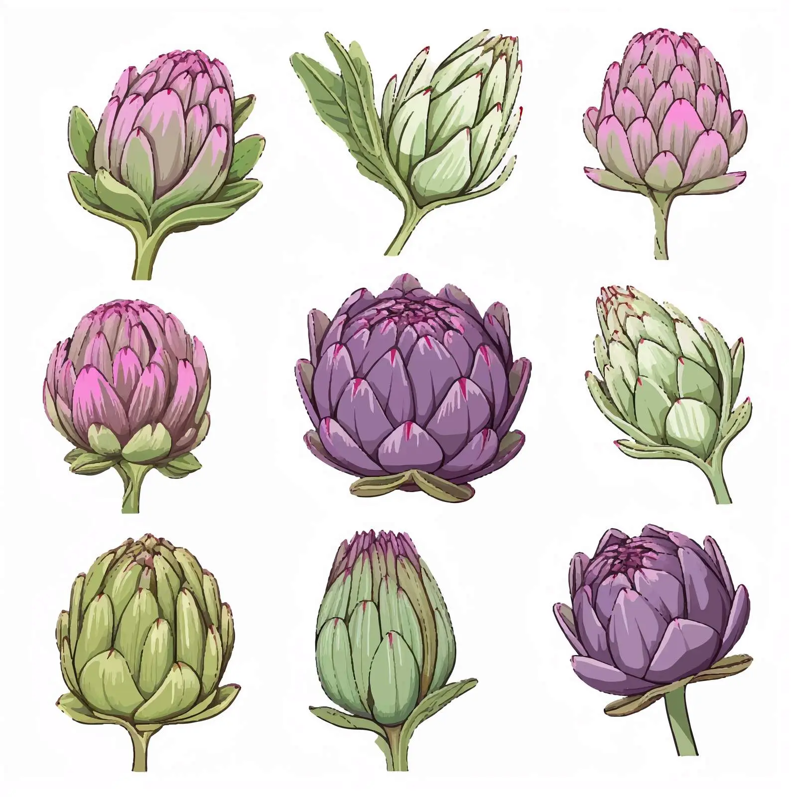 Hand-Drawn Botanical Artichoke Isolated Cutaway — free download from Dotvec