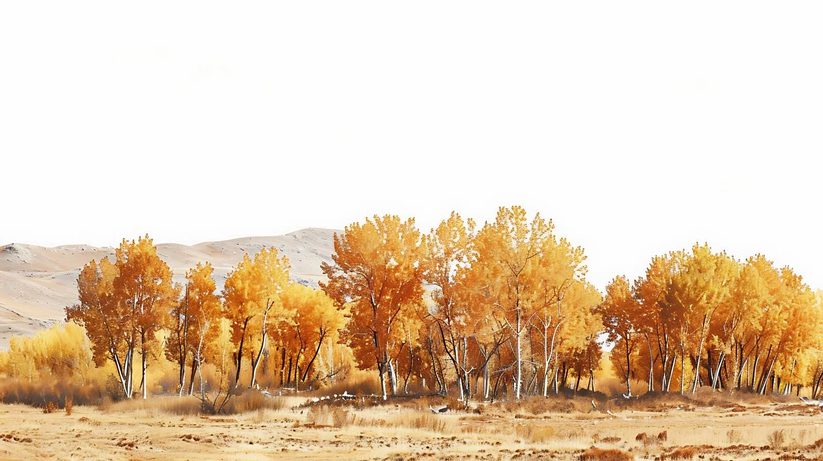 Enchanting Autumn Landscape at Hanas, Xinjiang — free download from Dotvec