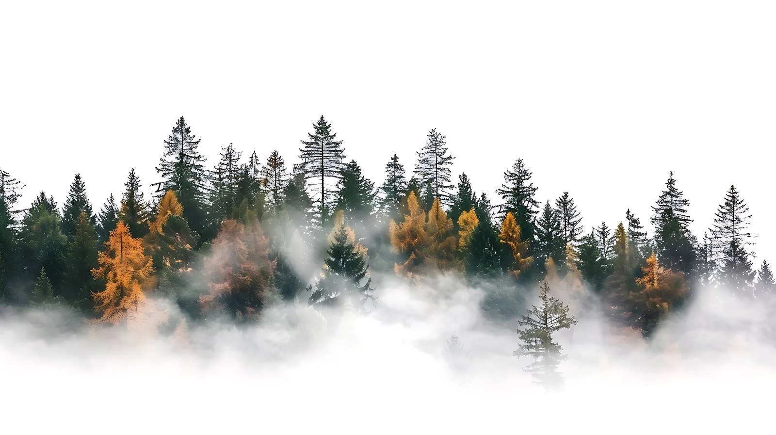 Misty Pine Forest in Autumn Light — free download from Dotvec