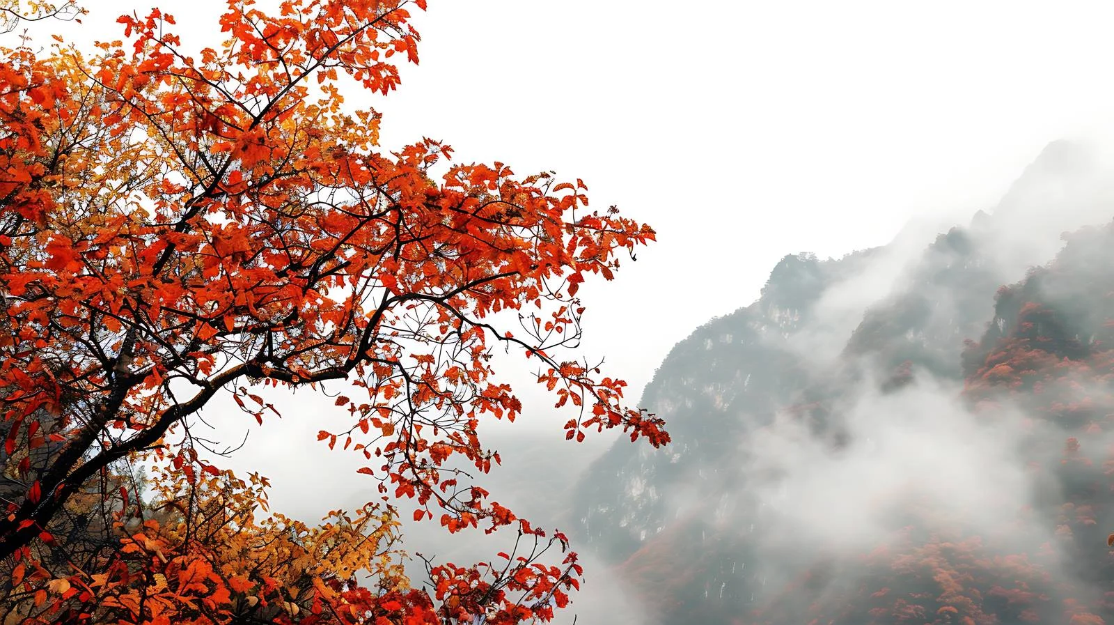 Vibrant Autumn Foliage at Guangwu Mountain — free download from Dotvec