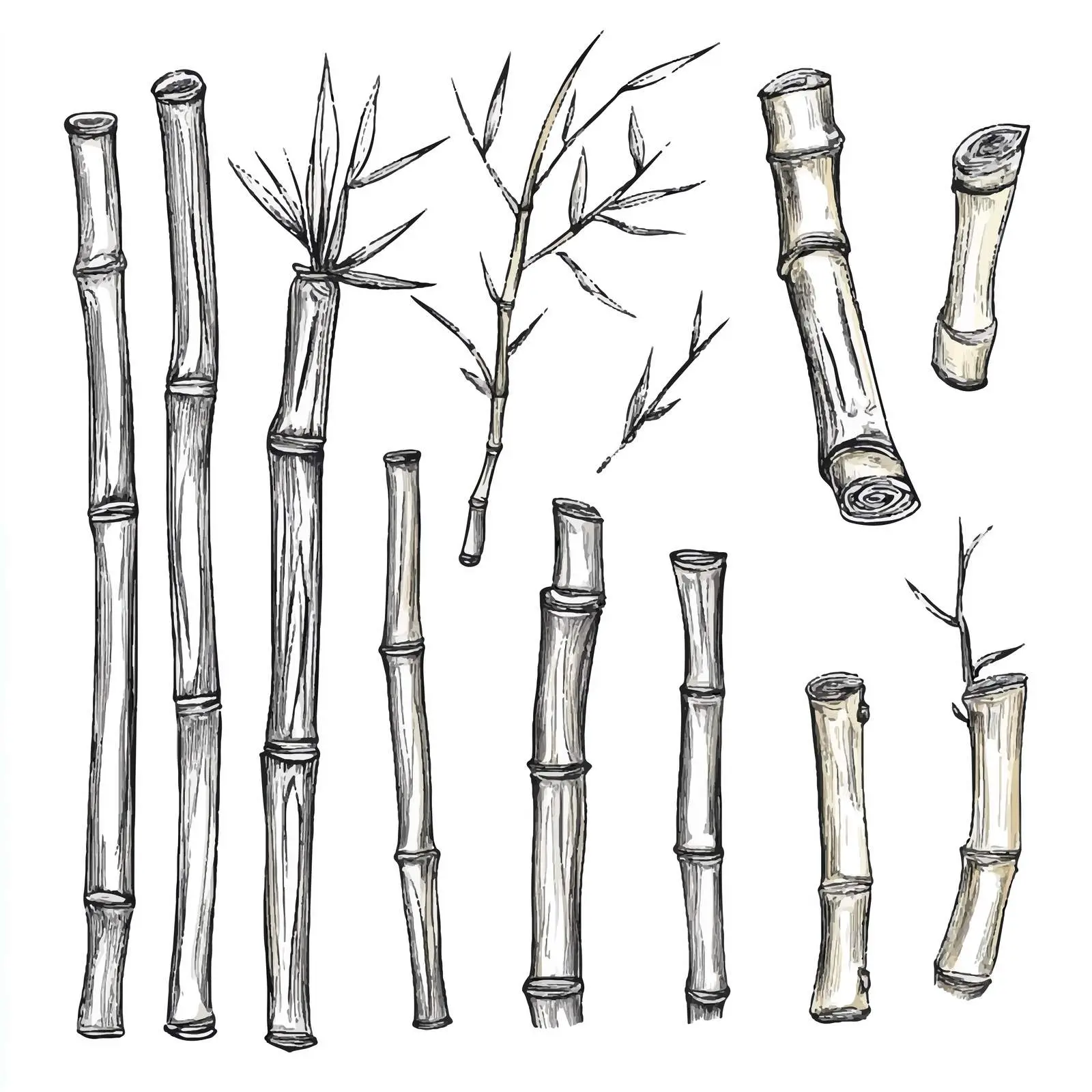 Hand-Drawn Bamboo Cartoon Vector — free download from Dotvec