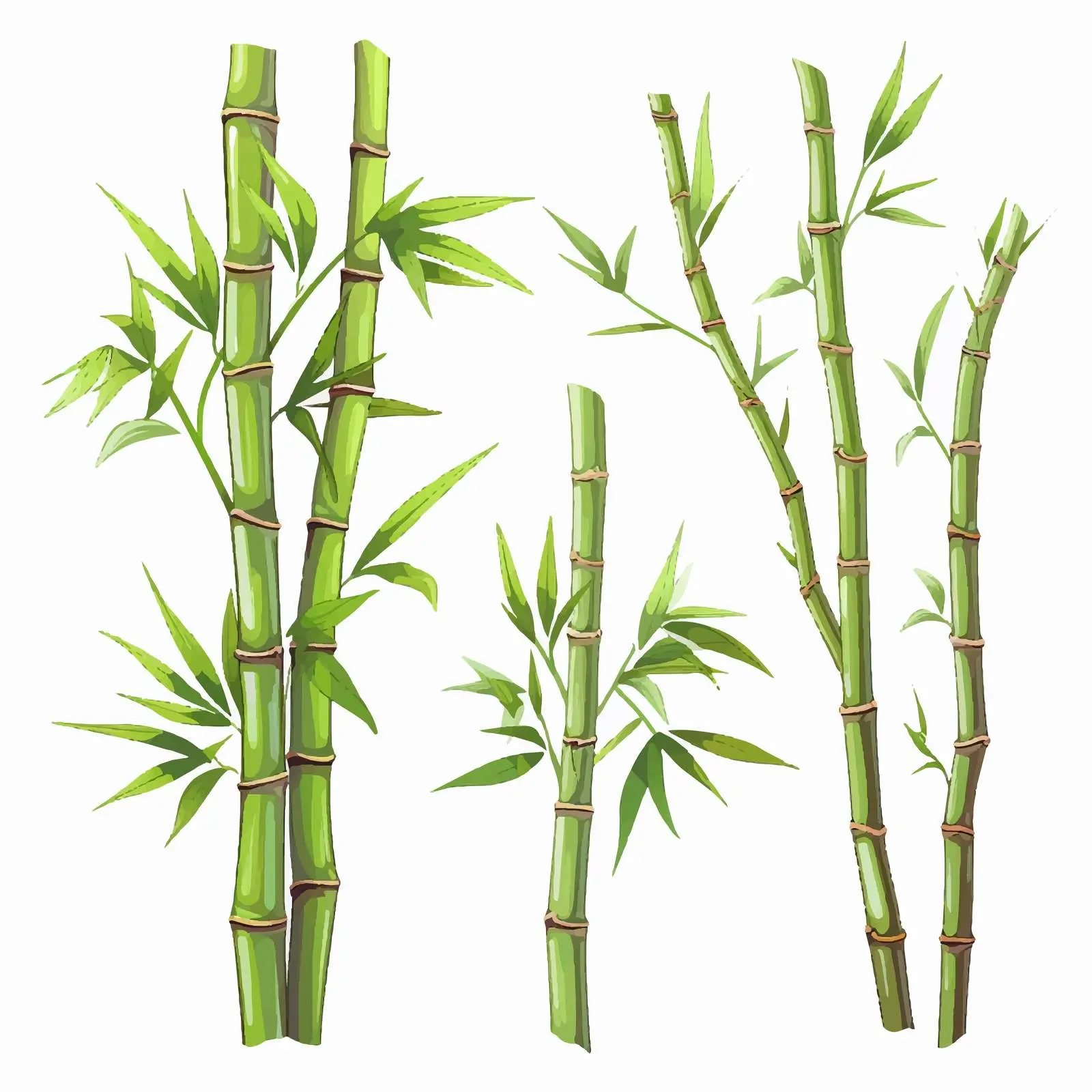 Bamboo Vector Illustration on White Background — free download from Dotvec
