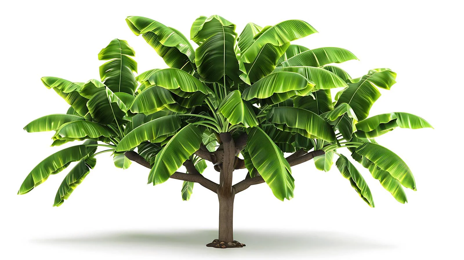 Banana tree with fresh green fruits — free download from Dotvec