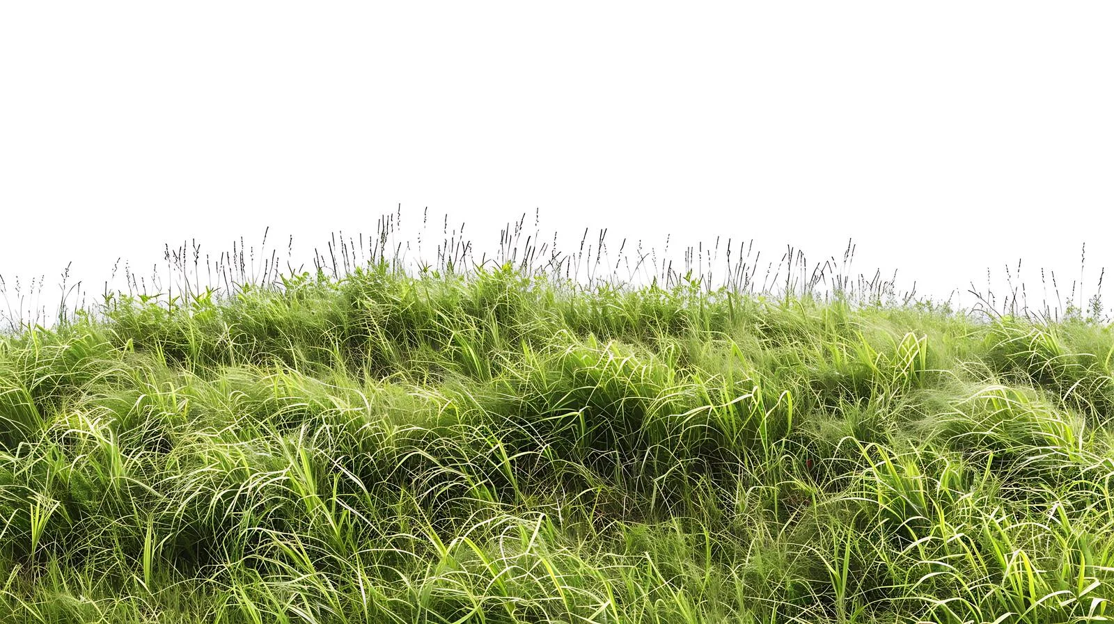 Serene Bashang Grassland on White Background — free download from Dotvec