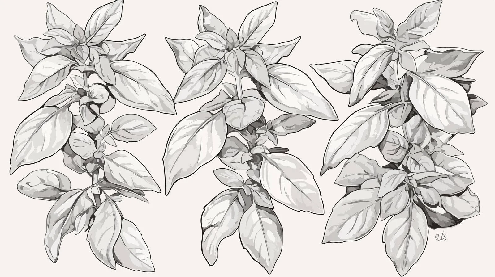 Elegant Basil Plant Contours Vector Illustration — free download from Dotvec