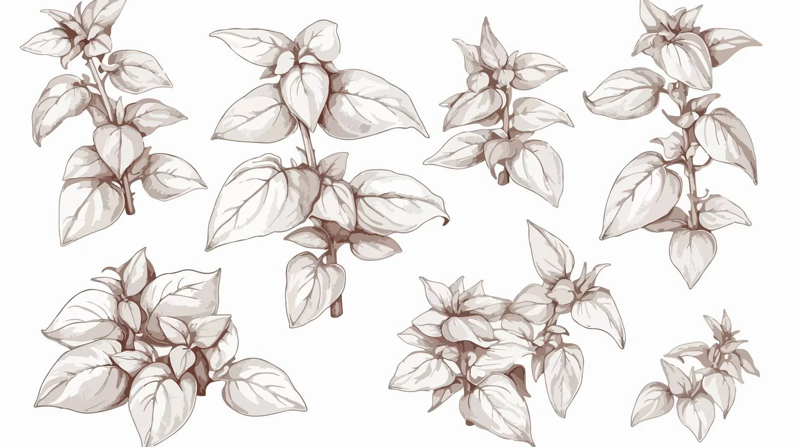 Elegant Basil Plant Contour Drawing Illustration — free download from Dotvec