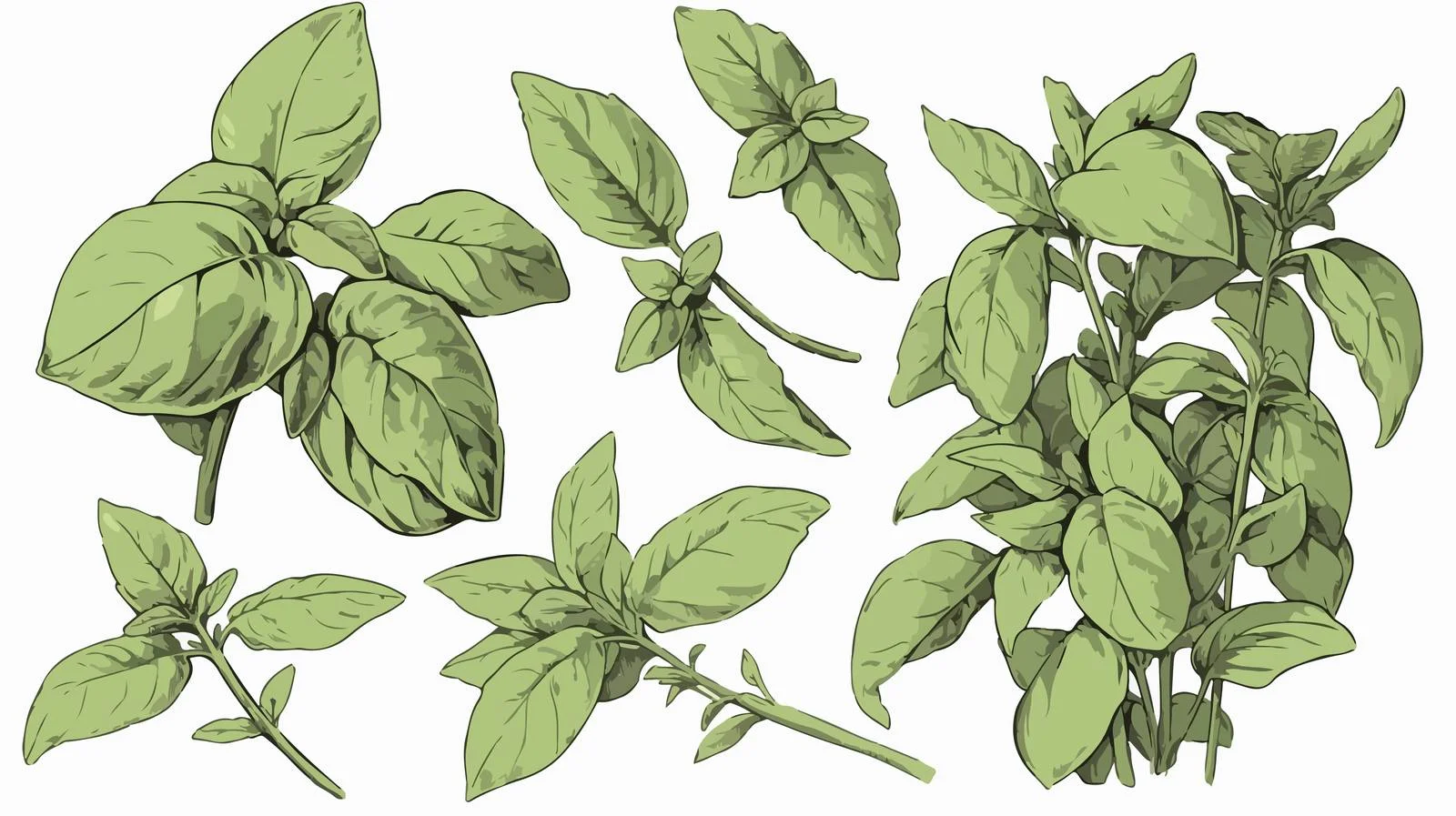 Elegant Basil Plant Contour Illustration — free download from Dotvec